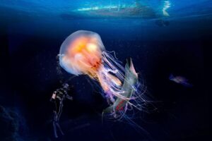 meduse giganti cambiamento climatico