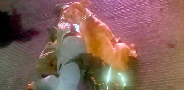 Cane fa la guardia al cadavere del suo padrone: immagini strazianti fanno il giro del web