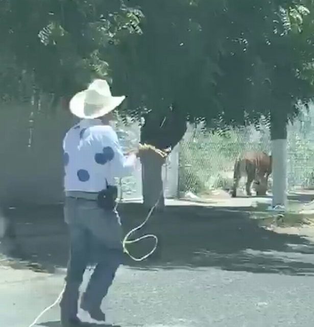 Tigre catturata per strada al lazo da un cowboy messicano -VIDEO