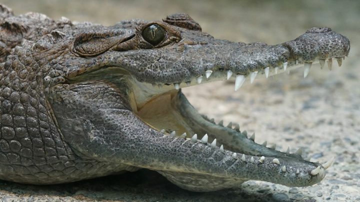 Si avvicina ad un coccodrillo per ammirarlo da vicino: 57enne uccisa e sbranata da un alligatore