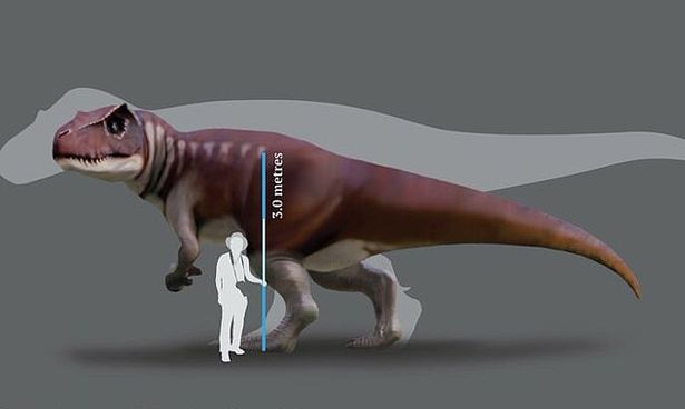 Dinosauro carnivoro più grande del T- Rex: ritrovate le enormi impronte