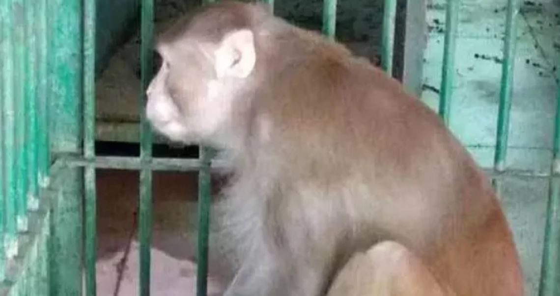 Scimmia ubriaca prigioniera in uno zoo dopo aver aggredito 250 persone: era dipendente da alcol Scimmia ubriaca prigioniera in uno zoo dopo aver aggredito 250 persone: era dipendente da alcol