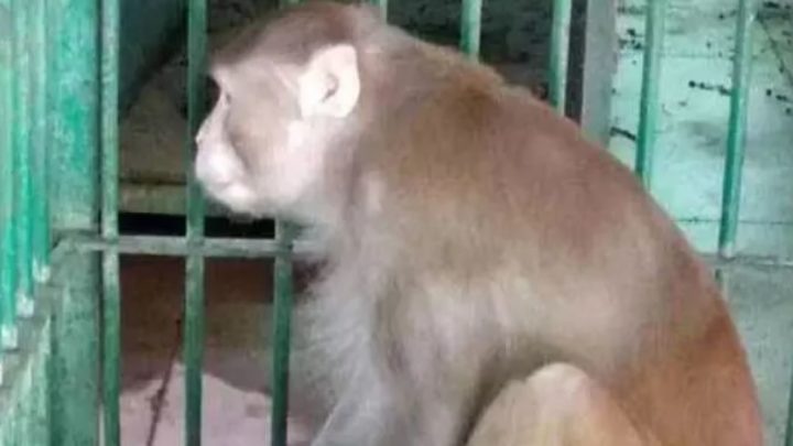 Scimmia ubriaca prigioniera in uno zoo dopo aver aggredito 250 persone: era dipendente da alcol