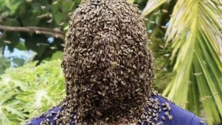 60mila api sulla testa per oltre 4 ore: il folle record di un apicoltore