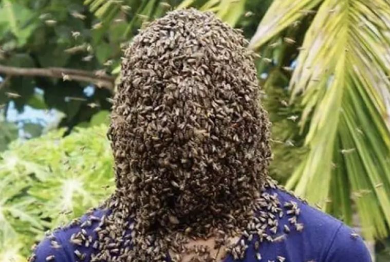 60mila api sulla testa per oltre 4 ore: il folle record di un apicoltore