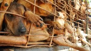 Festival di Yulin: continuano i ‘wet market’ in pieno Covid-19