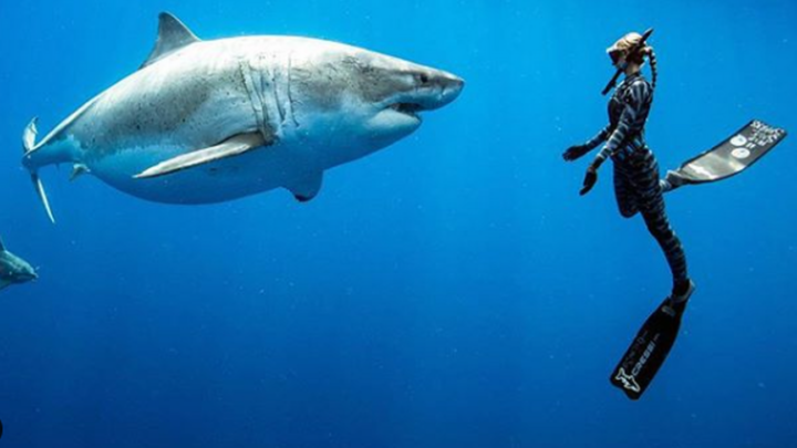 Quali sono i 10 posti più pericolosi al mondo per possibili attacchi di squali?