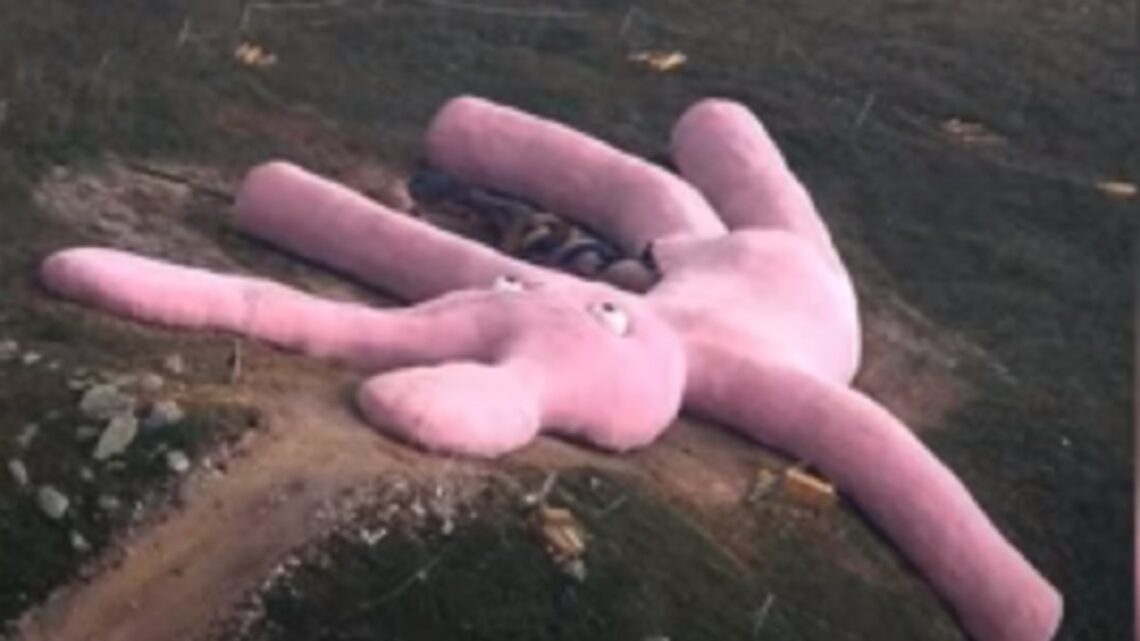La storia del coniglio gigante sul Colletto Fava in Piemonte, oggi trend su Twitter La storia del coniglio gigante sul Colletto Fava in Piemonte, oggi trend su Twitter