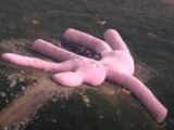 coniglio rosa gigante