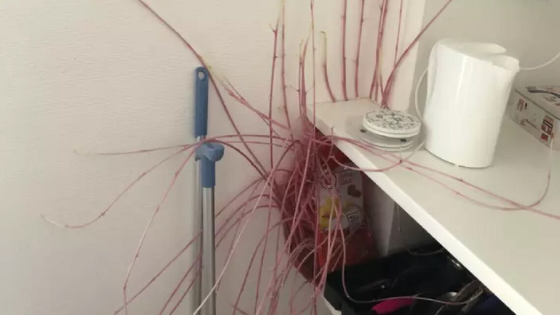 Una donna torna a casa dopo la quarantena e la trova infestata da tentacoli rosa: di cosa si tratta?