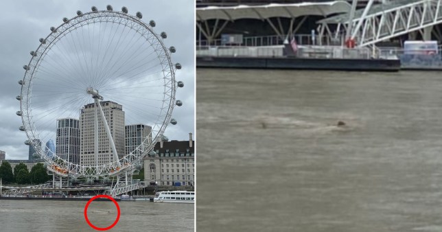 Uno squalo a Londra? L’incredibile avvistamento nel Tamigi