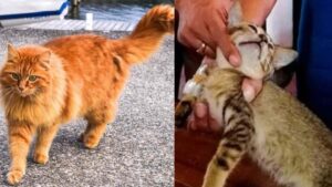 Gatto buono e gatto cattivo: le storie del gatto che torna dai padroni e del gatto corriere della droga Gatto buono e gatto cattivo: le storie del gatto che torna dai padroni e del gatto corriere della droga