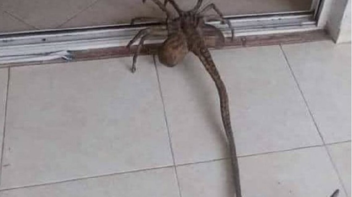 Alien tendenza su Twitter: l’animale condiviso da Gianki Gianki è virale Alien tendenza su Twitter: l’animale condiviso da Gianki Gianki è virale