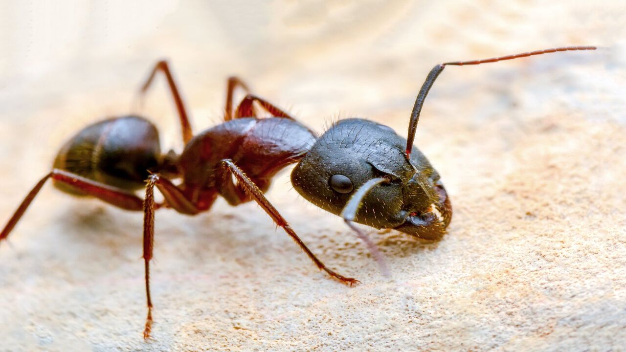 Ants vita segreta delle formiche | Tutto sul documentario di Rai 5