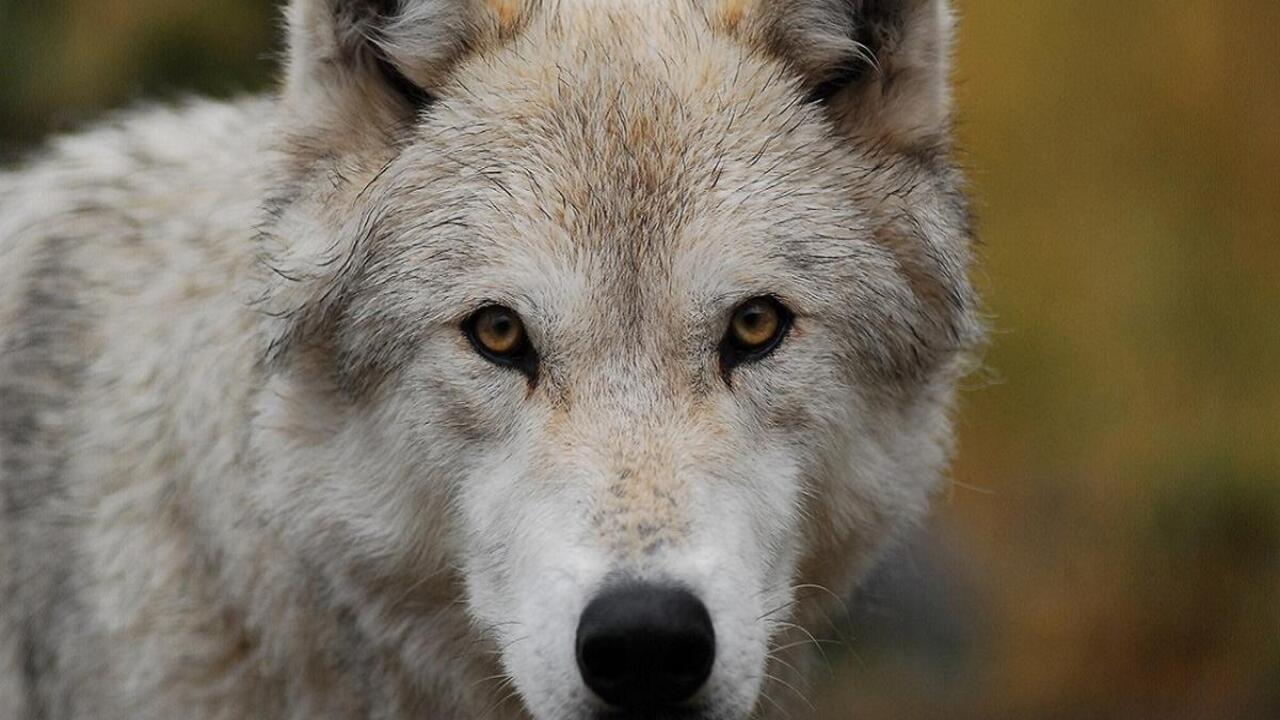 Spedizione lupo | Cosa sappiamo del documentario di Rai 5