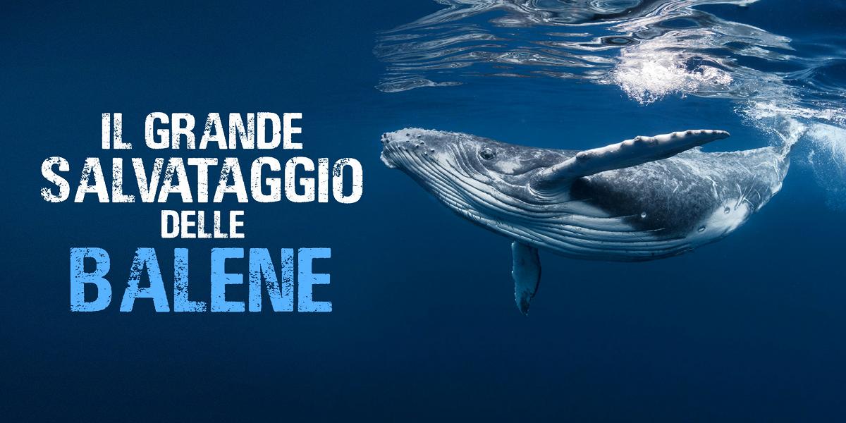 Il grande salvataggio delle balene | Tutto sul documentario di Rai 5