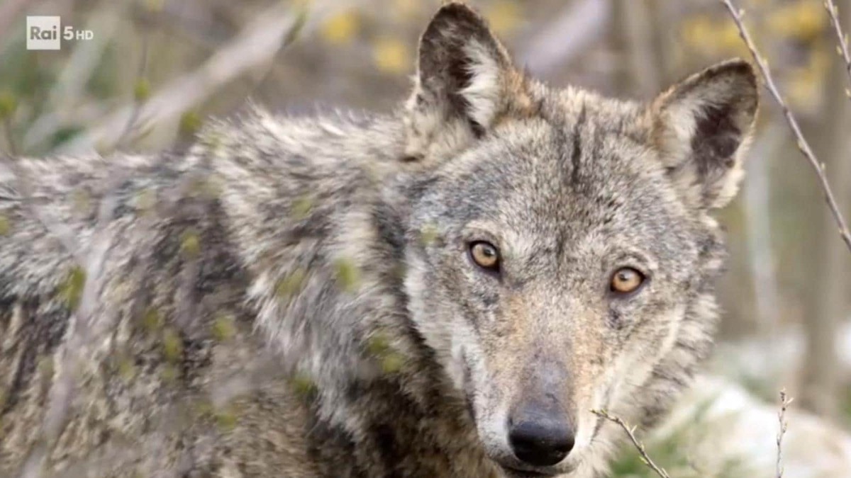 L’antropocene | Cosa sapere sul documentario in onda su Rai 5