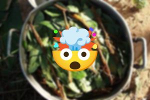 cos è la ayahuasca e perché come tutte le sostanze è un pericolo